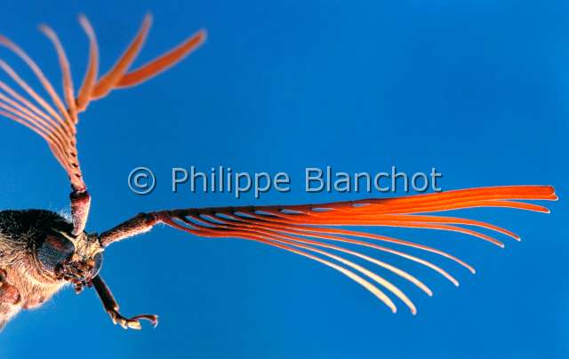 Psygmatocerus wagleri.JPG - in "Portraits d'insectes" ed. SeuilPsygmatocerus wagleri Longicorne maleLong horned beetleColeopteraCerambycidaeBresil